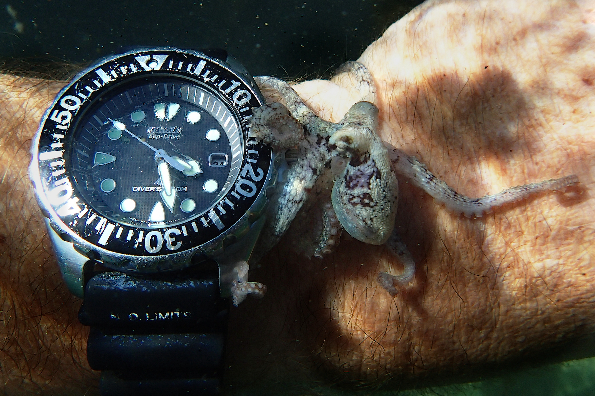 My Octopus Teacher 5 (© Sea Change Project)