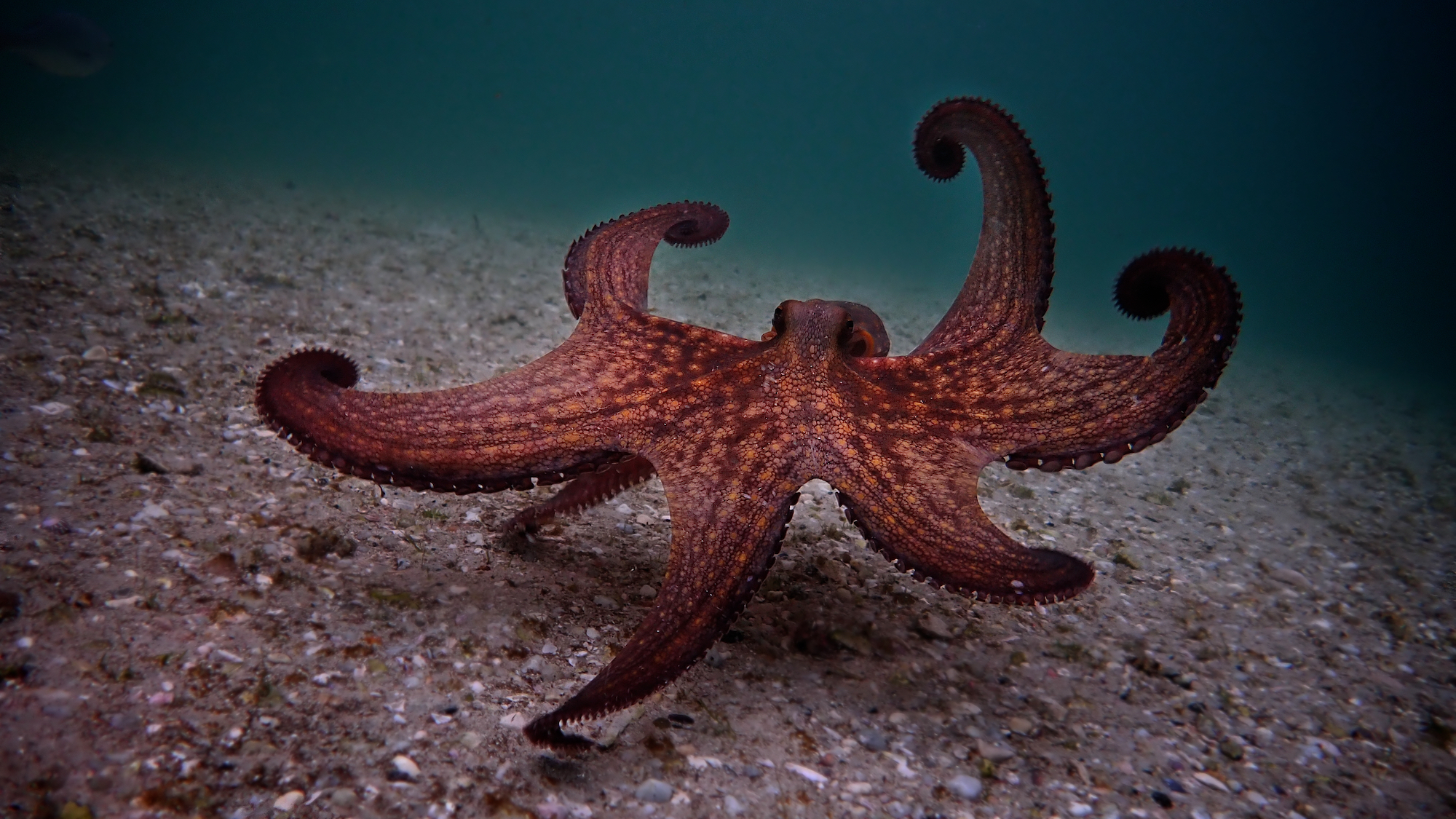 My Octopus Teacher Krake (© Sea Change Project)